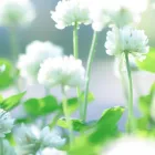 サーモン注射（リュジュビュー）